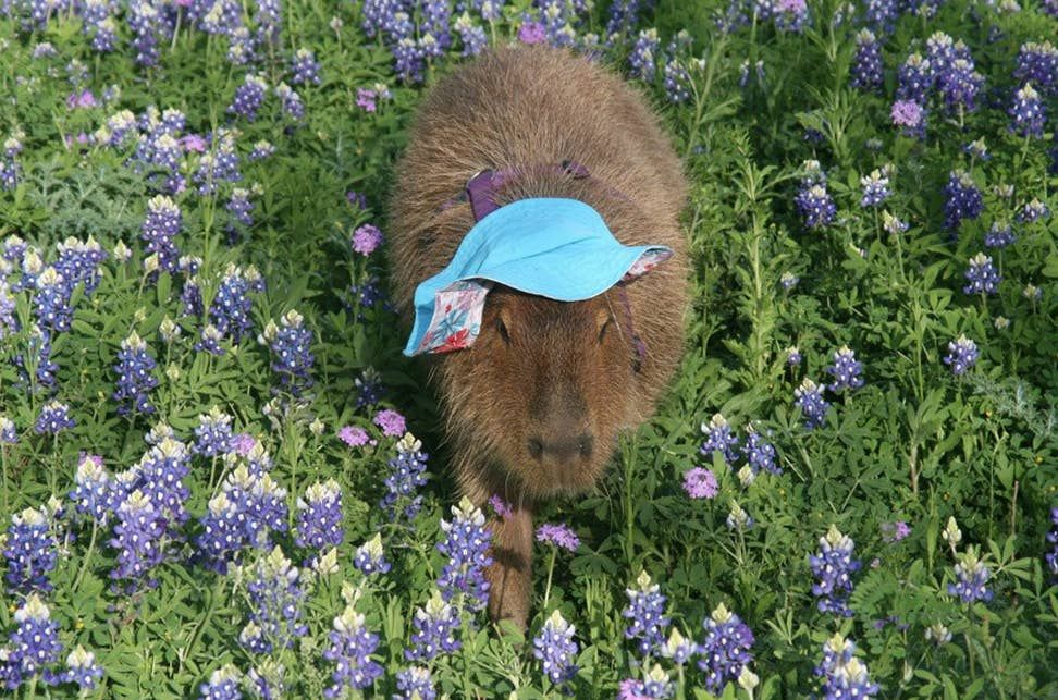 A capybara wearing a blue hat is in a field of purple flowers, looking up at the camera.