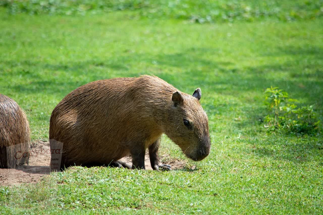 A long shot of a capybara chewing grass in a green field.