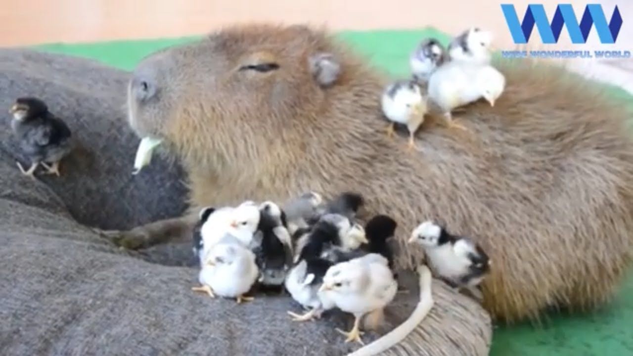 A capybara with its eyes closed lying on a grey pillow with a dozen or so ducklings hanging out with it