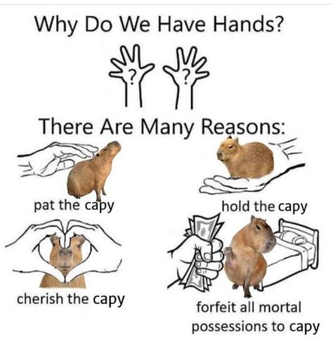 A meme image asking Why do we have hands? It says to pat the capy, hold the capy, cherish the capy, and forfeit all mortal possessions to capy