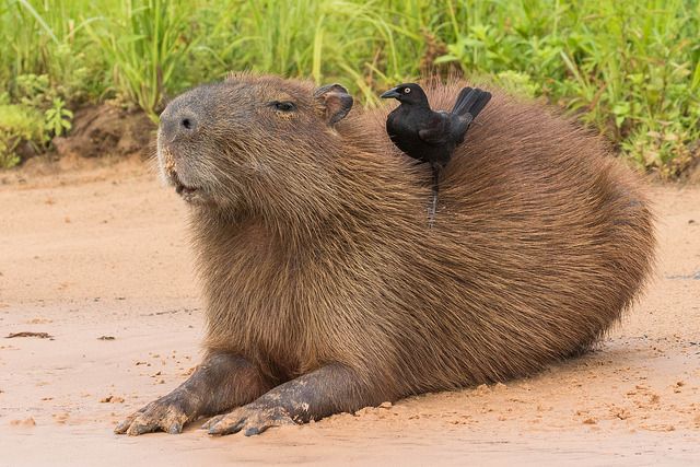 A capybara lying on a muddy bank. A black bird is perched on its shoulder