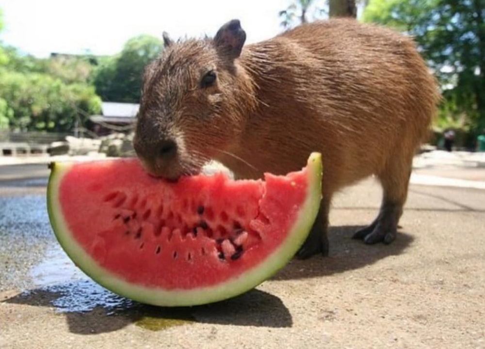 A capybara eating a watermelon