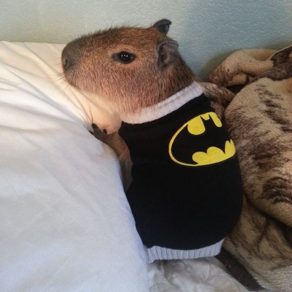 A baby capybara wearing a batman shirt