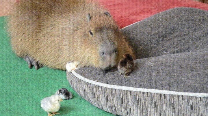 A capybara sleeping on a grey pillow with some ducklings