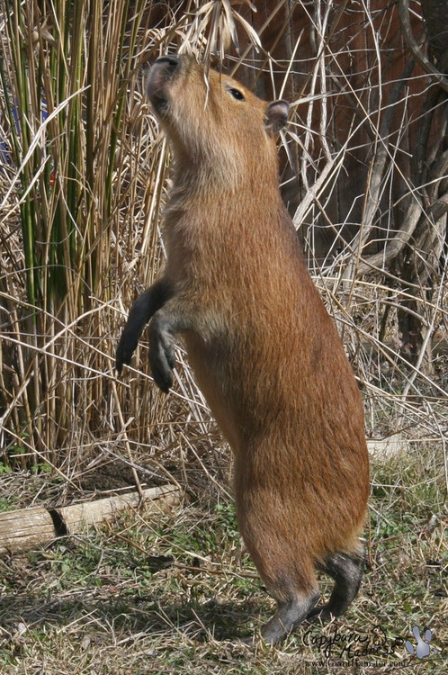 A capybara on its hind legs