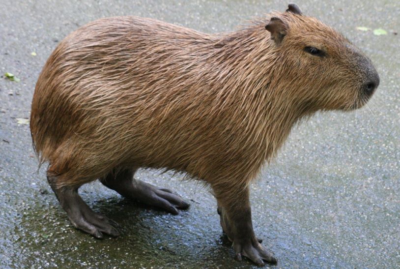 A capybara standing on a rainy street.