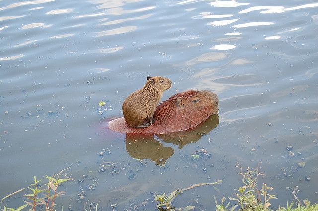 A capybara rides on another capybara's back in a body of water.