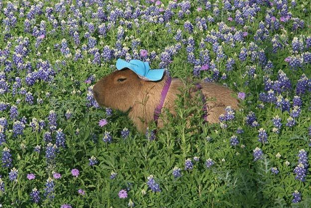 A capybara wearing a blue hat is in a field of purple flowers.