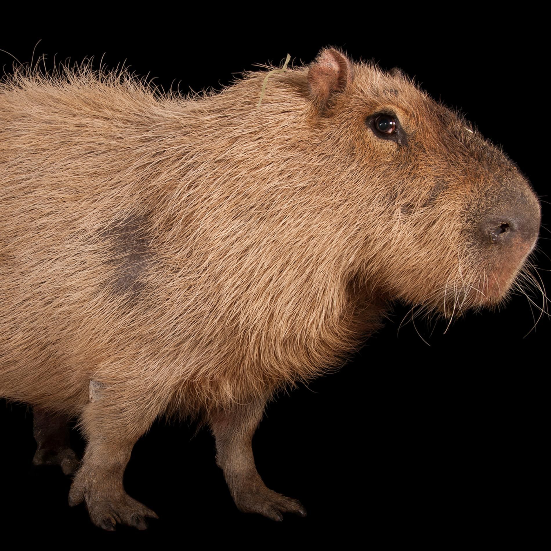 A capybara standing in profile in front of a black background. The picture is cropped so that only the front half is visible.