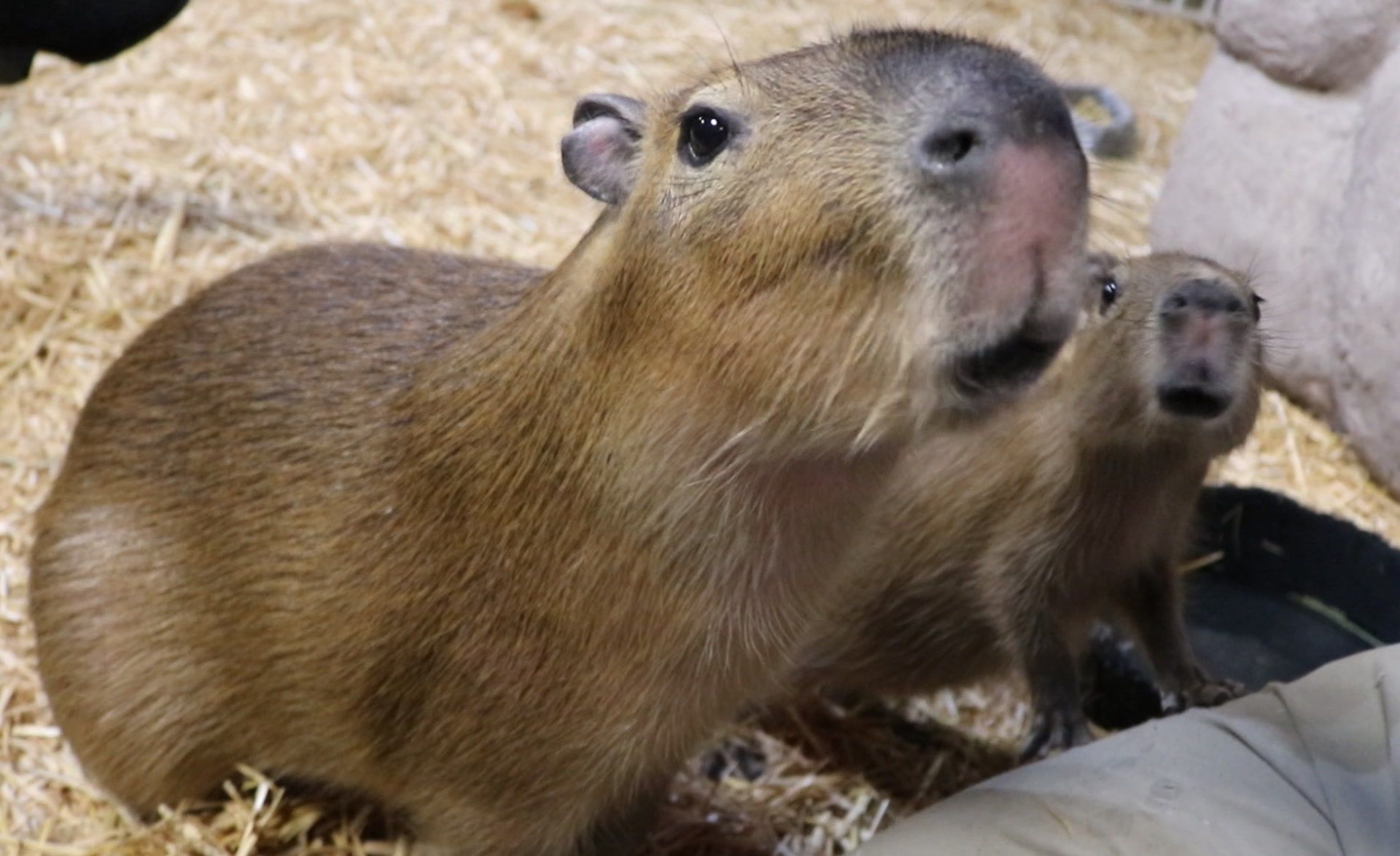 Two capybaras looking toward the upper right corner of the frame