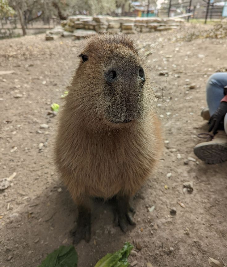 A capybara looking directly at the camera. The capybara is sitting on a dirt field