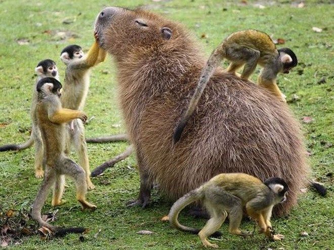 A hairy capybara being groomed by a pack of small primates. THe capybara's eyes are closed and is sitting on a mossy field