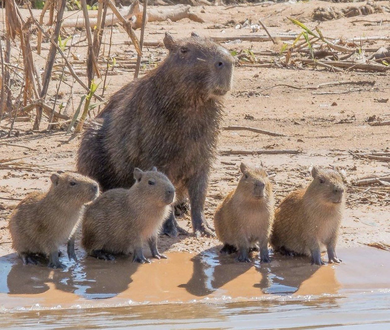 An adult capybara and four capybara pups sitting on a muddy bank by a body of water. They are all looking at something behind and to the right of the frame.