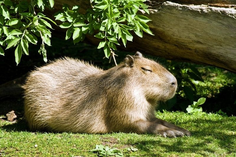 a capybara laying in the sun