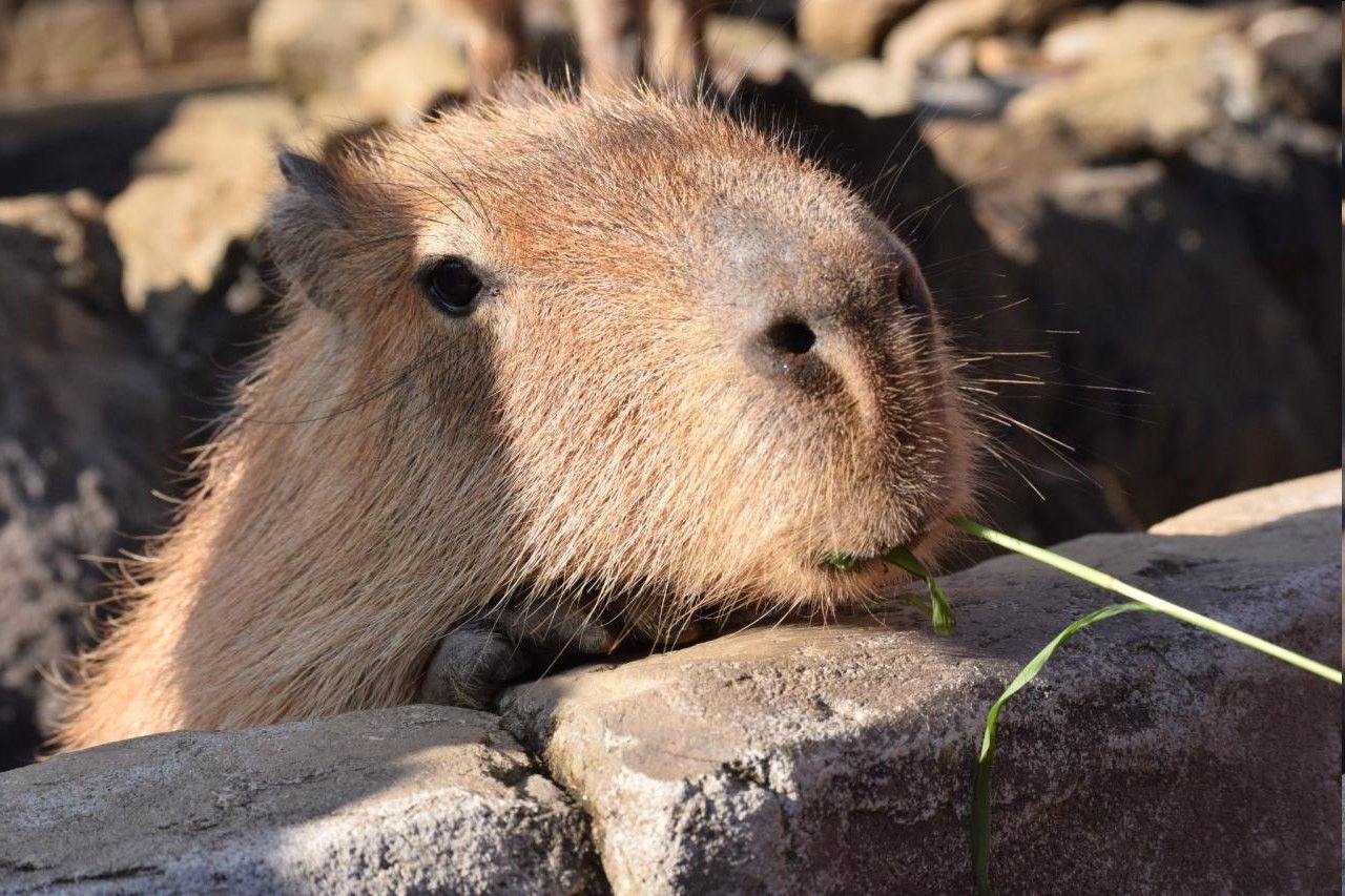 Capybara of the day