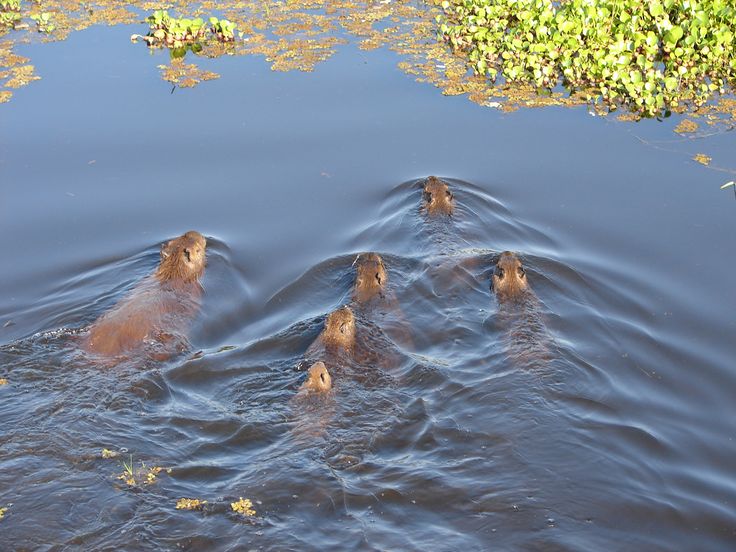 Capybara of the day